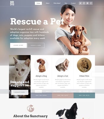 Diseño web a medida para Clínicas veterinarias