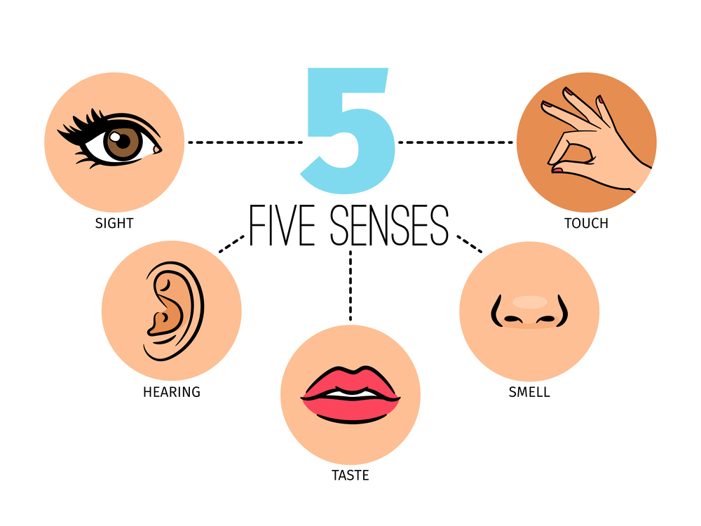 Utiliza los cinco sentidos